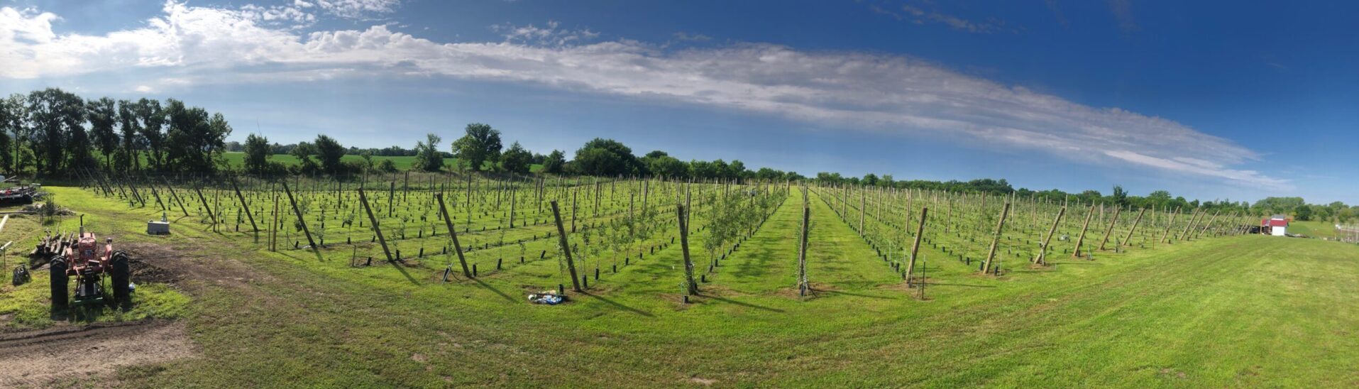 Apple orchard with trees in rows along guiding wire.